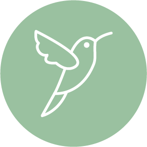colibris